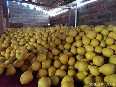 家鄉(xiāng)特色水果產(chǎn)業(yè) 產(chǎn)銷(xiāo)現(xiàn)狀、挑戰(zhàn)與機(jī)遇的觀察